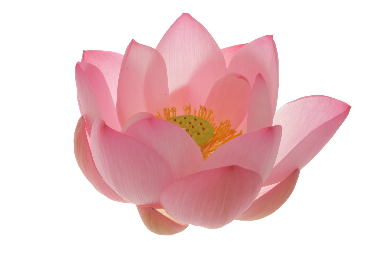 Soft pink lotus blossom photographed by Bahman Farzad