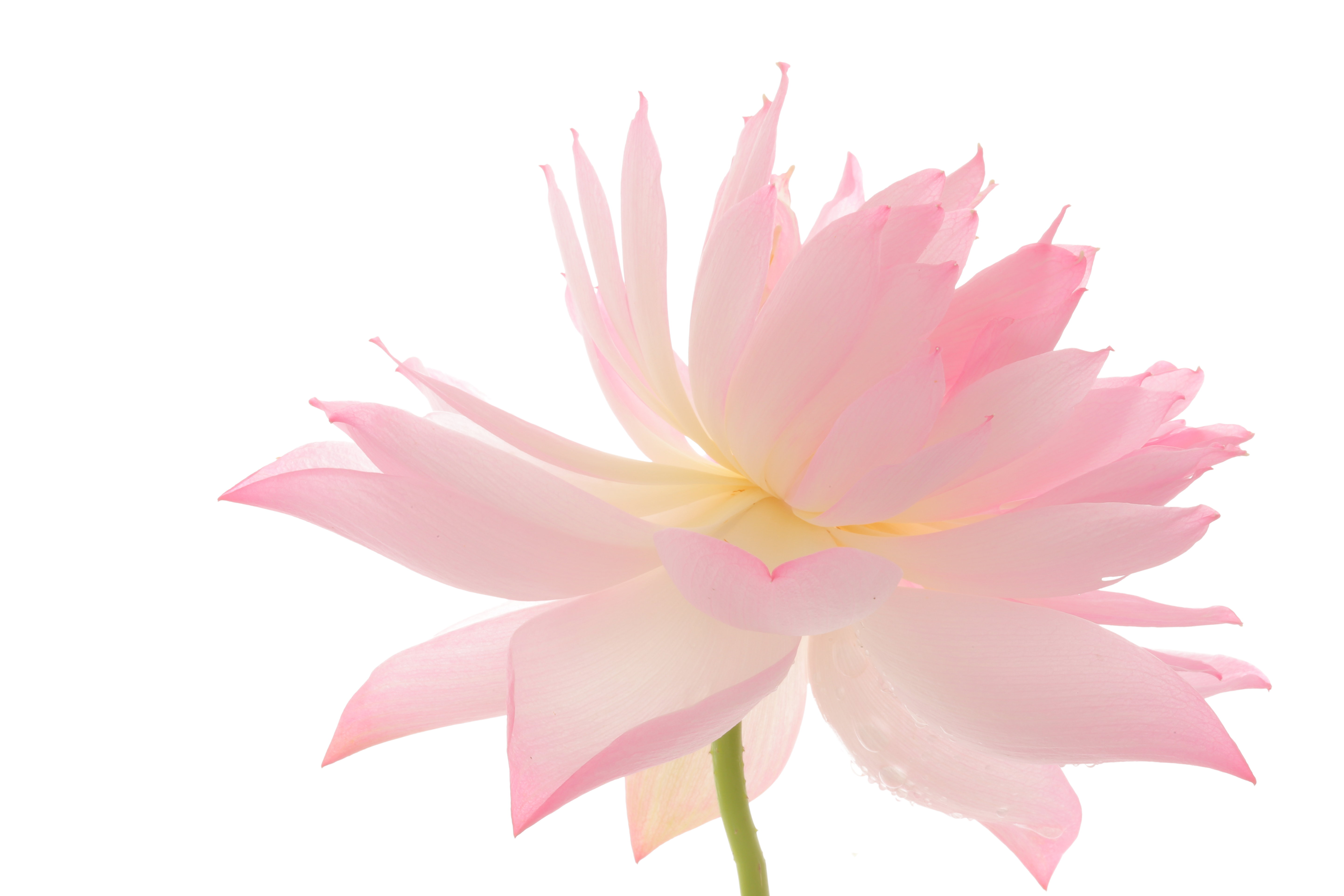 Pale pink lotus photographed by Bahman