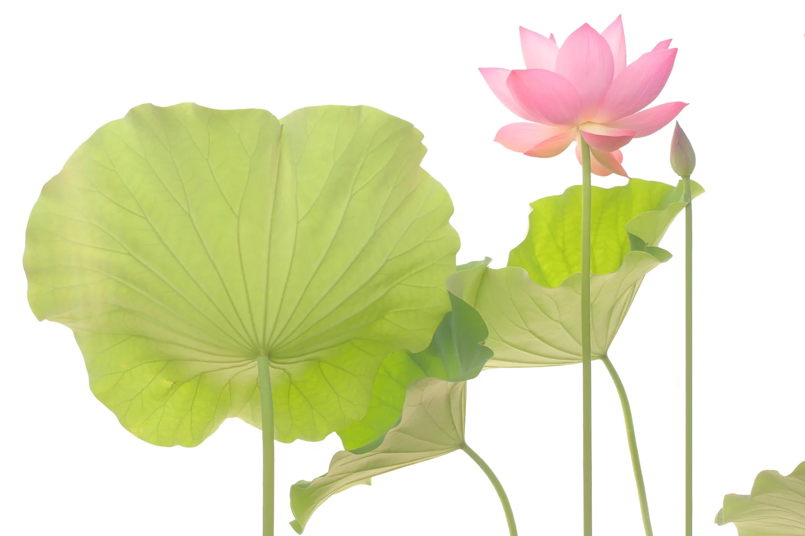 Pink lotus blossom and fresh green leaves