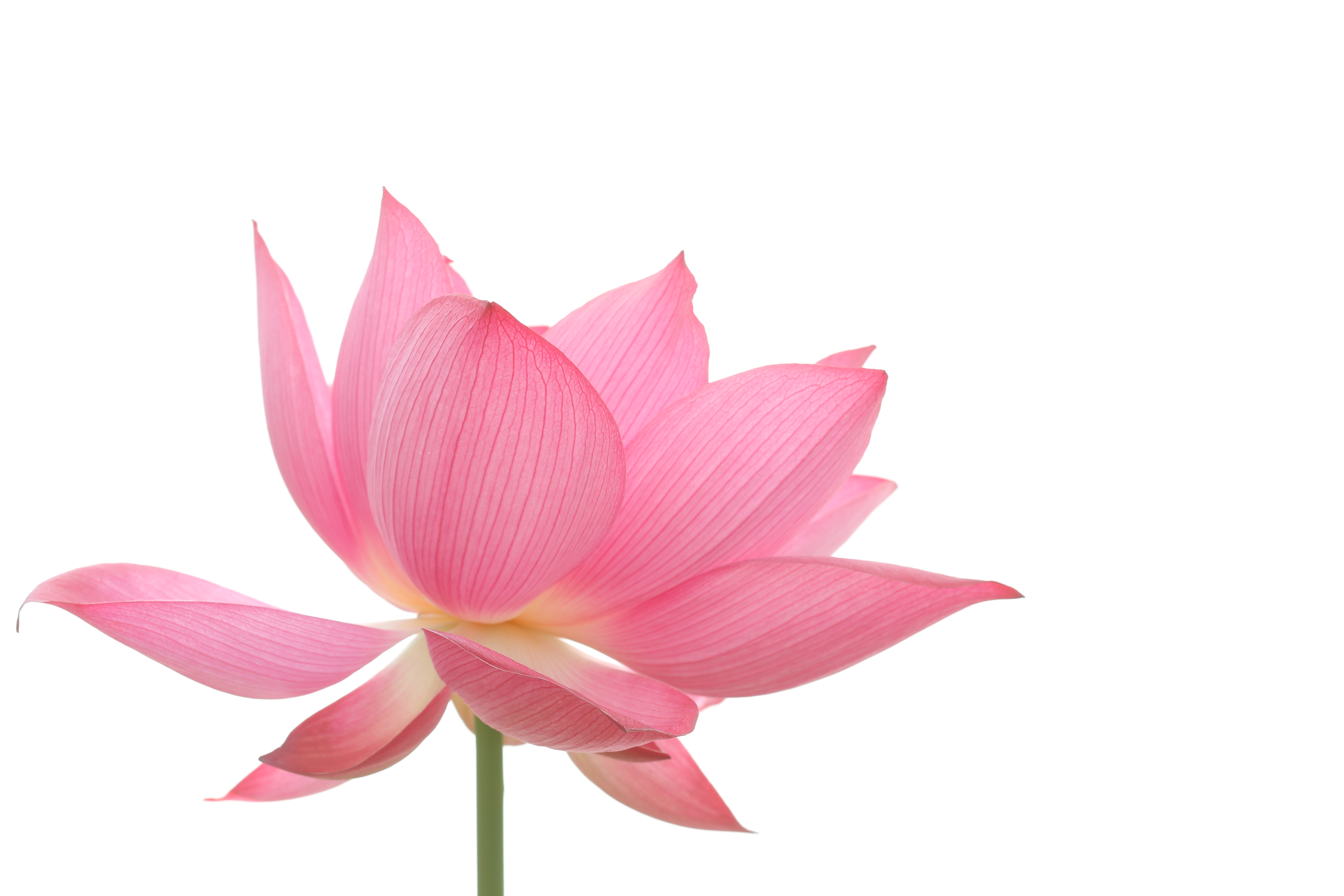 Pink lotus blossom