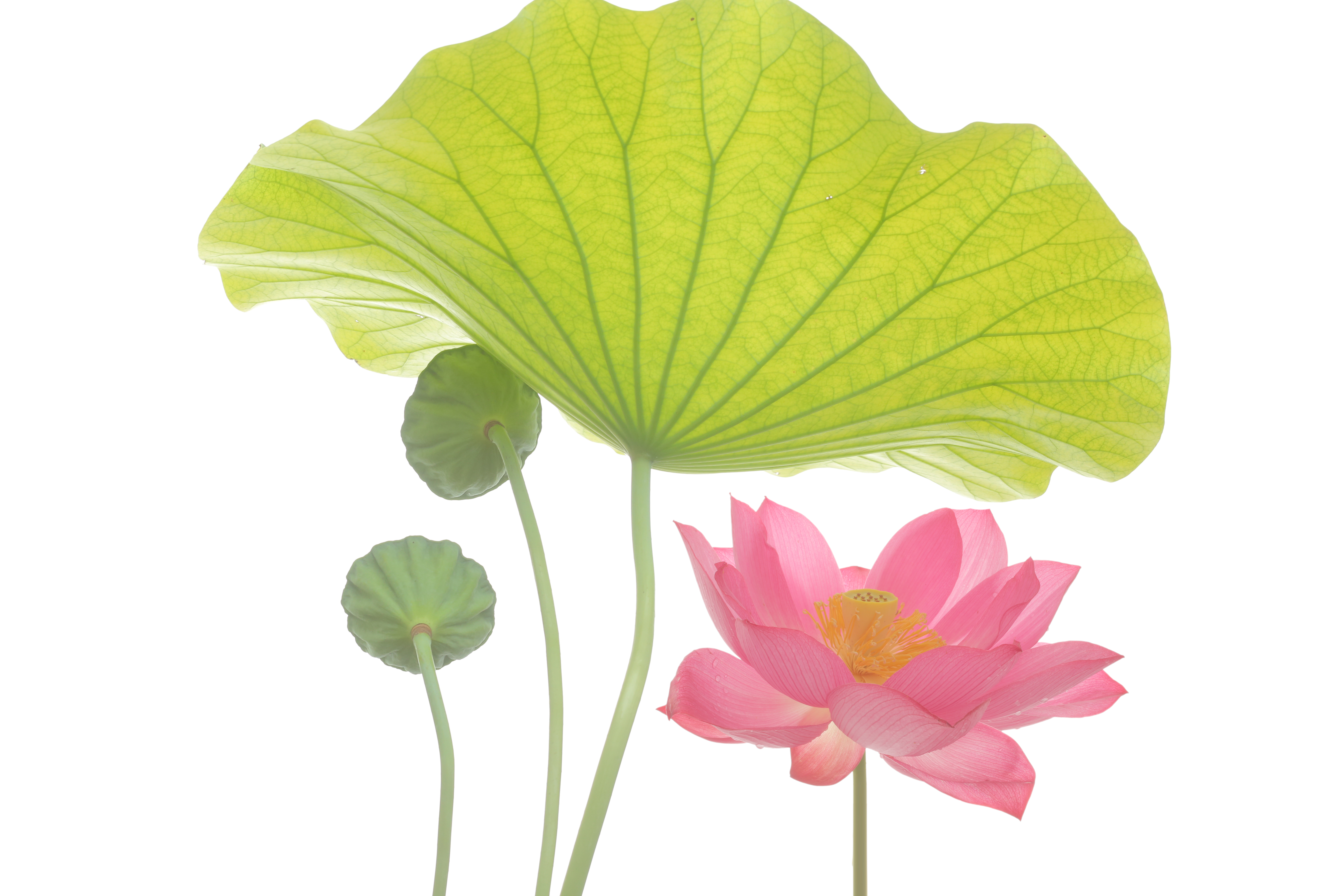 Pink lotus flower beneath a bright green lotus leaf